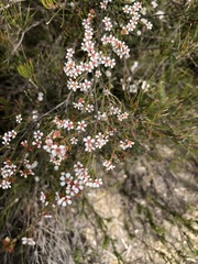 Baeckea brevifolia