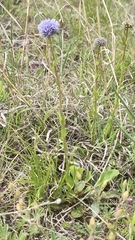 Globularia bisnagarica