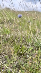 Globularia bisnagarica