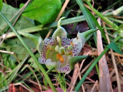 Passiflora adenopoda