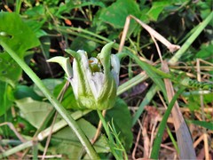Passiflora adenopoda