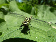 Trigomphus citimus