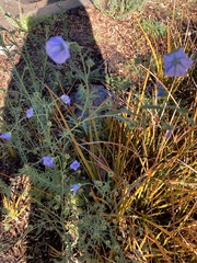Linaceae
