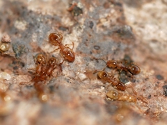Temnothorax nitens