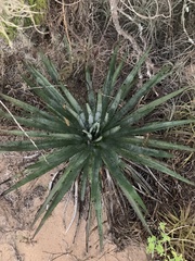 Agave aktites