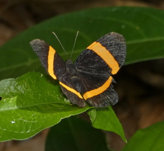 Panara