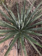 Agave aktites