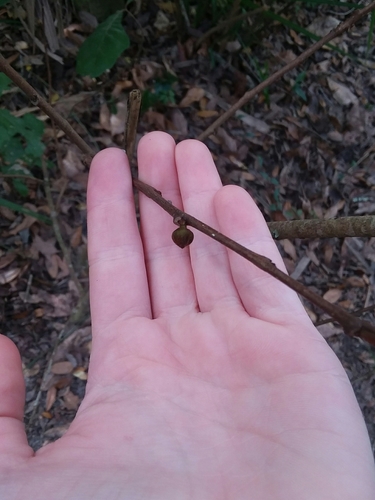 Asimina parviflora image