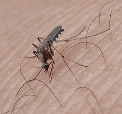 Aedes scapularis