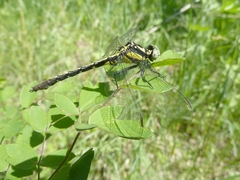 Trigomphus citimus