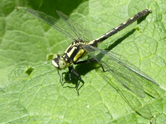 Trigomphus citimus