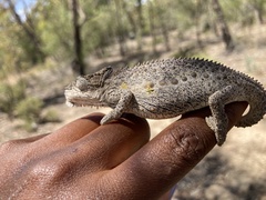 Bradypodion occidentale