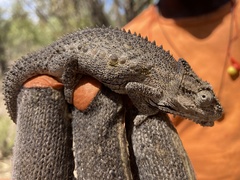 Bradypodion occidentale