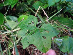 Passiflora adenopoda