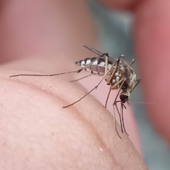 Aedes scapularis