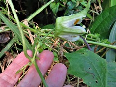 Passiflora adenopoda