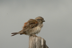 Passer rufocinctus
