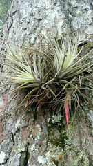 Tillandsia matudae