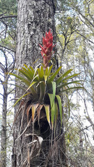 Tillandsia ponderosa
