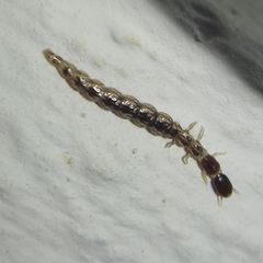 Raphidiinae