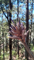 Tillandsia vicentina