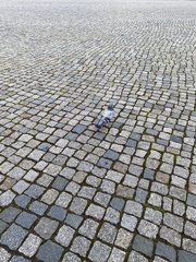 Columba livia domestica