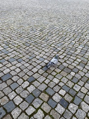 Columba livia domestica