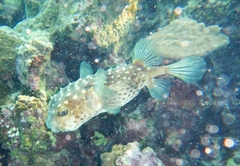 Cyclichthys spilostylus