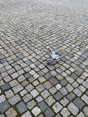 Columba livia domestica