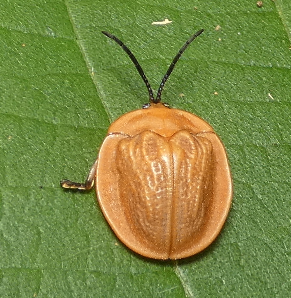 Cyclosoma nigritarsis