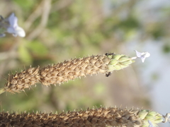 Lavandula bipinnata