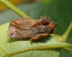 Euphobetron natadoides