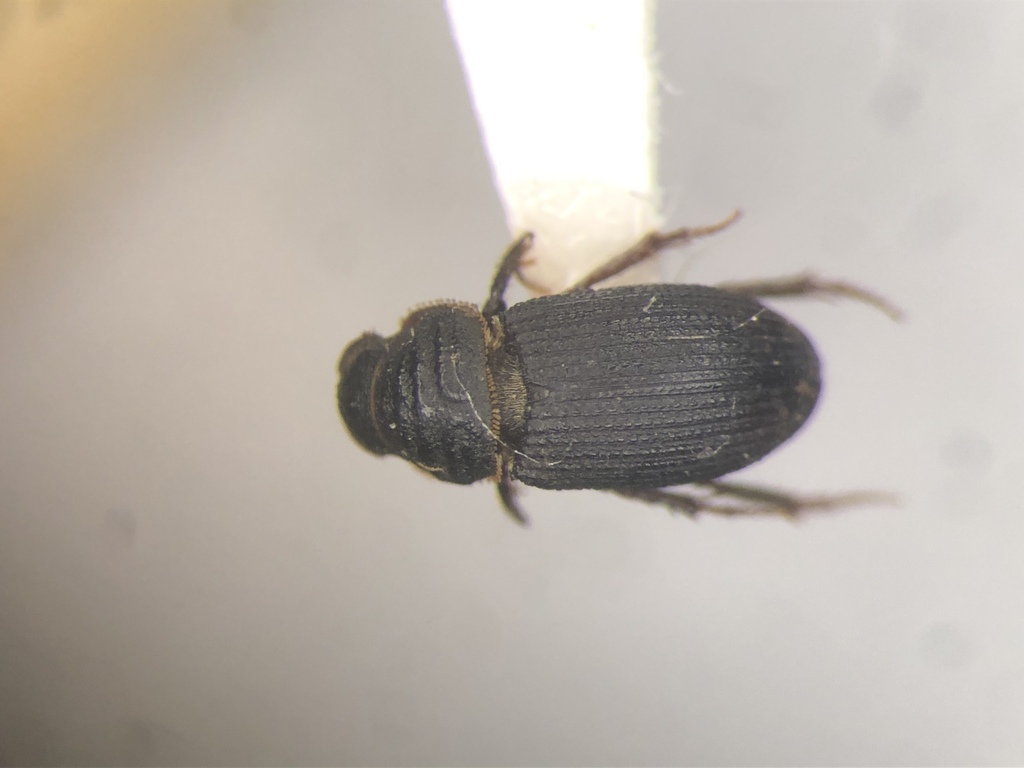 Rhyssemus puncticollis