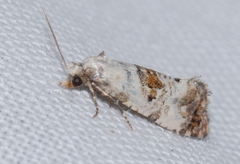 Neocochylis hybridella