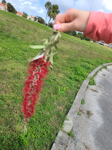 Callistemon viminalis iNat (1)