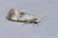 Neocochylis hybridella