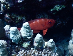 Priacanthidae