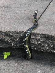 Coluber constrictor anthicus