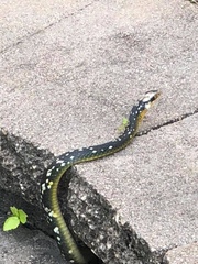 Coluber constrictor anthicus