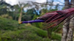 Tillandsia juncea