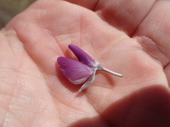 Lupinus sericatus