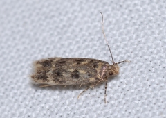 Bryotropha domestica