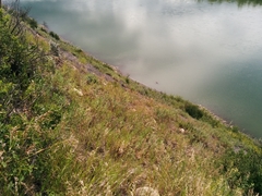 Artemisia longifolia