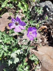 Geranium brycei