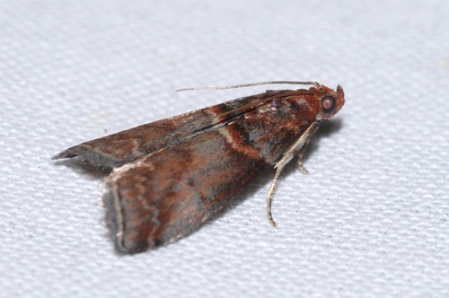 Acrobasis advenella