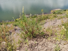 Artemisia longifolia