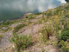 Artemisia longifolia