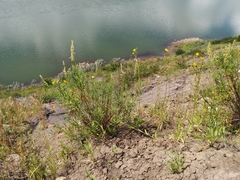 Artemisia longifolia