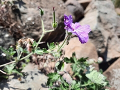 Geranium brycei