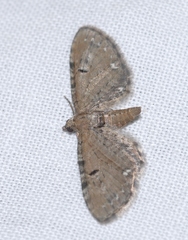 Eupithecia assimilata